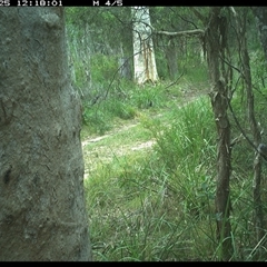 Cacomantis variolosus (Brush Cuckoo) at Kungala, NSW - 25 Jan 2025 by donnanchris