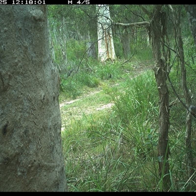 Cacomantis variolosus (Brush Cuckoo) at Kungala, NSW - 25 Jan 2025 by donnanchris