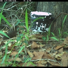 Rattus lutreolus (Swamp Rat) at The Whiteman, NSW - 8 Jan 2025 by geoffcrispin