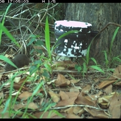 Rattus lutreolus at The Whiteman, NSW - 8 Jan 2025 05:05 PM