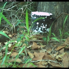 Rattus lutreolus at The Whiteman, NSW - 8 Jan 2025 05:05 PM