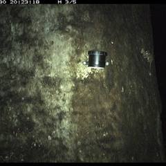 Antechinus sp. (genus) (Unidentified Antechinus) at Kungala, NSW - 30 Sep 2024 by donnanchris