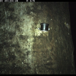 Antechinus sp. (genus) (Unidentified Antechinus) at Kungala, NSW - 30 Sep 2024 by donnanchris