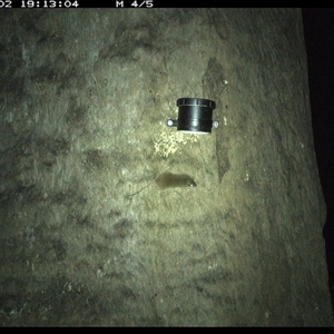 Antechinus stuartii (Brown Antechinus) at Kungala, NSW - 2 Oct 2024 by donnanchris