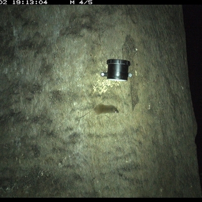 Antechinus stuartii (Brown Antechinus) at Kungala, NSW - 2 Oct 2024 by donnanchris