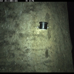 Antechinus stuartii (Brown Antechinus) at Kungala, NSW - 2 Oct 2024 by donnanchris