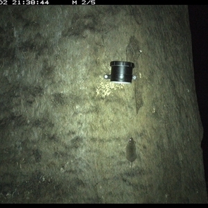 Antechinus stuartii (Brown Antechinus) at Kungala, NSW - 2 Oct 2024 by donnanchris
