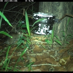 Rattus rattus (Black Rat) at The Whiteman, NSW - 8 Jan 2025 by geoffcrispin
