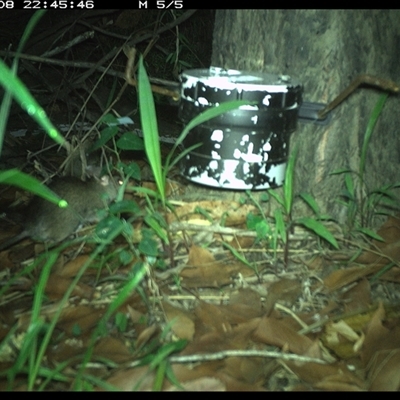 Rattus rattus (Black Rat) at The Whiteman, NSW - 8 Jan 2025 by geoffcrispin