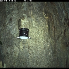 Acrobates pygmaeus (Feathertail Glider) at Kungala, NSW - 12 Oct 2024 by donnanchris