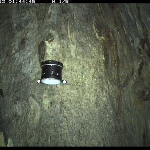 Acrobates pygmaeus (Feathertail Glider) at Kungala, NSW - 12 Oct 2024 by donnanchris