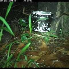 Sus scrofa (Wild Boar, Feral Pig) at The Whiteman, NSW - 9 Jan 2025 by geoffcrispin