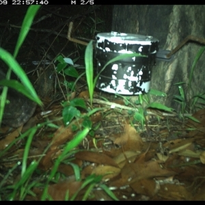 Sus scrofa (Wild Boar, Feral Pig) at The Whiteman, NSW - 9 Jan 2025 by geoffcrispin