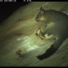 Trichosurus vulpecula (Common Brushtail Possum) at Kungala, NSW - 2 Jan 2025 by donnanchris
