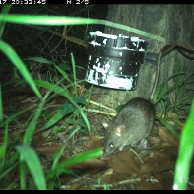 Rattus rattus (Black Rat) at The Whiteman, NSW - 17 Jan 2025 by geoffcrispin