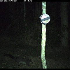 Trichosurus caninus (Mountain Brushtail Possum) at Ashby, NSW - 22 Sep 2024 by Sunyatahotsauces