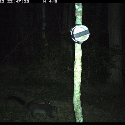 Trichosurus caninus (Mountain Brushtail Possum) at Ashby, NSW - 22 Sep 2024 by Sunyatahotsauces