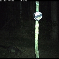 Trichosurus caninus at Ashby, NSW - 22 Sep 2024 10:47 PM