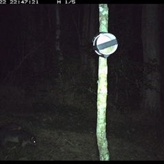 Trichosurus caninus at Ashby, NSW - 22 Sep 2024 10:47 PM