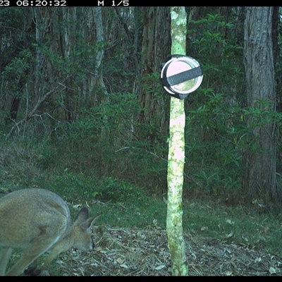 Notamacropus rufogriseus (Red-necked Wallaby) at Ashby, NSW - 23 Sep 2024 by Sunyatahotsauces