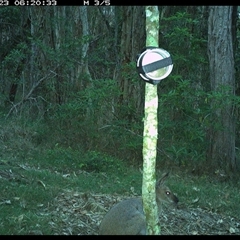 Notamacropus rufogriseus at Ashby, NSW - 23 Sep 2024 06:20 AM