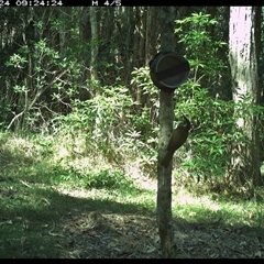 Meliphaga lewinii (Lewin's Honeyeater) at Ashby, NSW - 24 Sep 2024 by Sunyatahotsauces