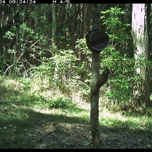 Meliphaga lewinii at Ashby, NSW - 24 Sep 2024 09:24 AM