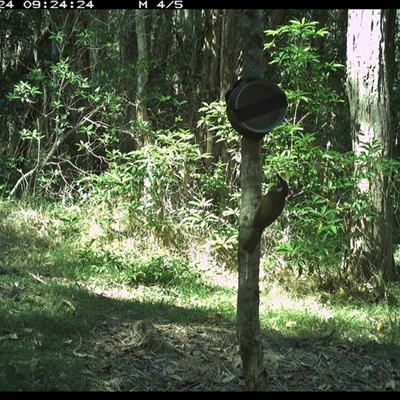 Meliphaga lewinii (Lewin's Honeyeater) at Ashby, NSW - 24 Sep 2024 by Sunyatahotsauces