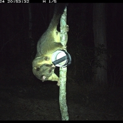 Trichosurus vulpecula (Common Brushtail Possum) at Ashby, NSW - 24 Sep 2024 by Sunyatahotsauces