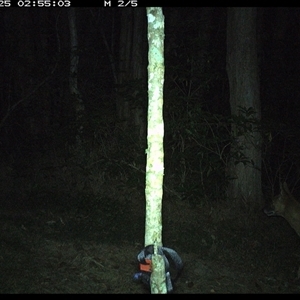 Canis lupus (Dingo / Wild Dog) at Ashby, NSW - 25 Sep 2024 by Sunyatahotsauces