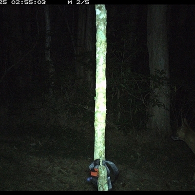 Canis lupus (Dingo / Wild Dog) at Ashby, NSW - 25 Sep 2024 by Sunyatahotsauces