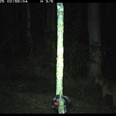 Canis lupus at Ashby, NSW - 25 Sep 2024 02:55 AM