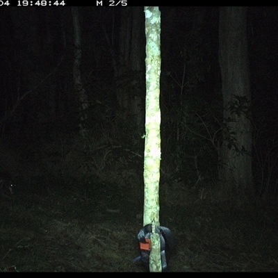 Perameles nasuta (Long-nosed Bandicoot) at Ashby, NSW - 4 Oct 2024 by Sunyatahotsauces