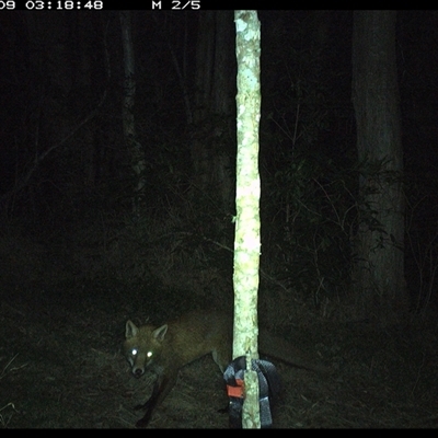 Vulpes vulpes (Red Fox) at Ashby, NSW - 9 Oct 2024 by Sunyatahotsauces