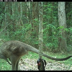 Macropus giganteus (Eastern Grey Kangaroo) at Ashby, NSW - 9 Oct 2024 by Sunyatahotsauces