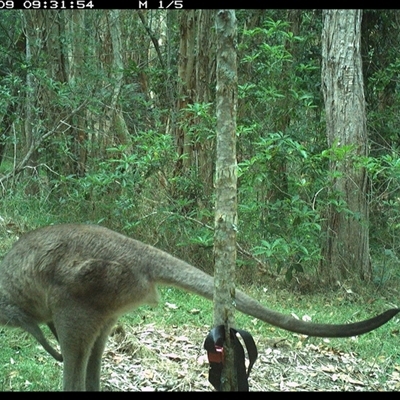 Macropus giganteus (Eastern Grey Kangaroo) at Ashby, NSW - 9 Oct 2024 by Sunyatahotsauces