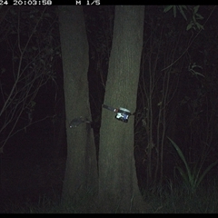 Phascogale tapoatafa (Brush-tailed Phascogale) at Ashby, NSW - 24 Dec 2024 by Sunyatahotsauces