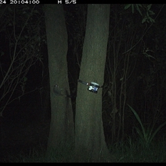 Phascogale tapoatafa at Ashby, NSW - 24 Dec 2024 08:03 PM