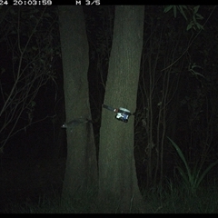Phascogale tapoatafa at Ashby, NSW - 24 Dec 2024 08:03 PM