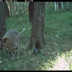 Notamacropus rufogriseus (Red-necked Wallaby) at Ashby, NSW - 23 Sep 2024 by Sunyatahotsauces