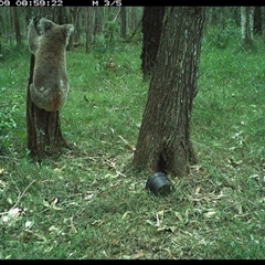Phascolarctos cinereus (Koala) at Ashby, NSW - 9 Oct 2024 by Sunyatahotsauces