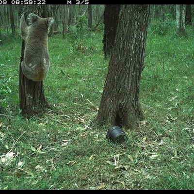 Phascolarctos cinereus (Koala) at Ashby, NSW - 9 Oct 2024 by Sunyatahotsauces