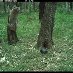 Phascolarctos cinereus at Ashby, NSW - 9 Oct 2024 08:59 AM