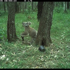 Phascolarctos cinereus at Ashby, NSW - 9 Oct 2024 08:59 AM