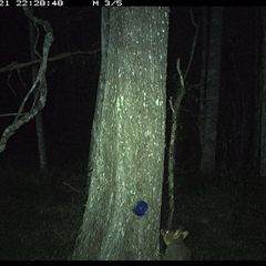 Trichosurus vulpecula (Common Brushtail Possum) at Ashby, NSW - 21 Oct 2024 by Sunyatahotsauces