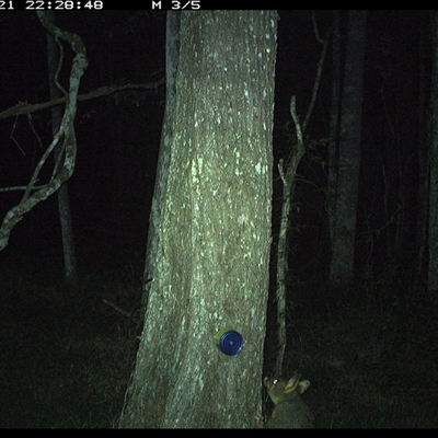 Trichosurus vulpecula (Common Brushtail Possum) at Ashby, NSW - 21 Oct 2024 by Sunyatahotsauces