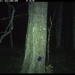 Trichosurus vulpecula at Ashby, NSW - 21 Oct 2024 10:28 PM