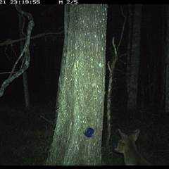 Wallabia bicolor (Swamp Wallaby) at Ashby, NSW - 21 Oct 2024 by Sunyatahotsauces