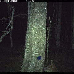 Wallabia bicolor at Ashby, NSW - 21 Oct 2024 11:19 PM