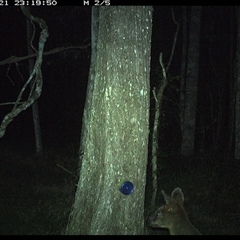 Wallabia bicolor at Ashby, NSW - 21 Oct 2024 11:19 PM